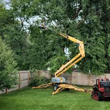 Best Root Management and Removal  in Front Royal, VA